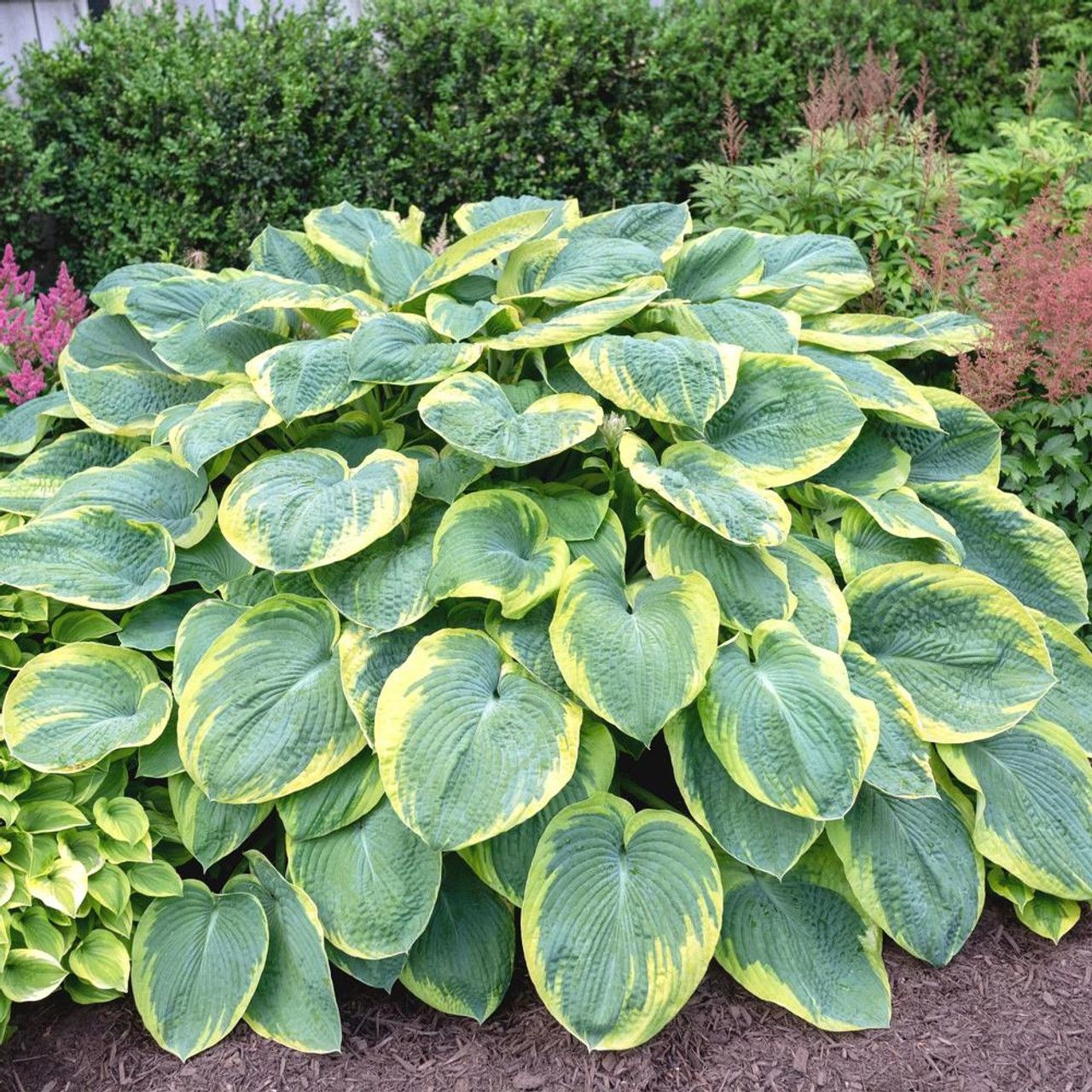 Hosta Frances Williams Plantain Lily