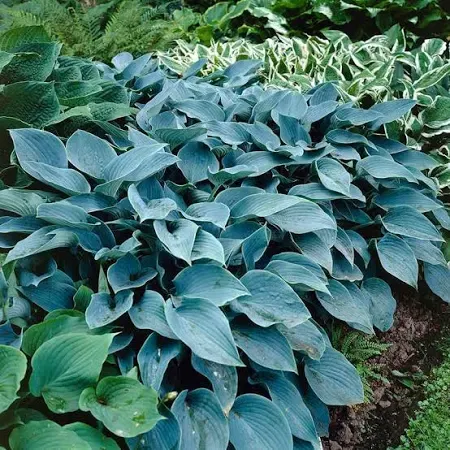 Hosta Halcyon Plantain Lily