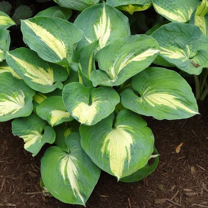 Hosta Dream Queen Plantain Lily