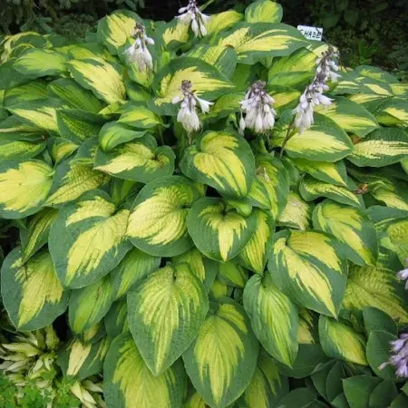 Hosta Paul&#39;s Glory Plantain Lily
