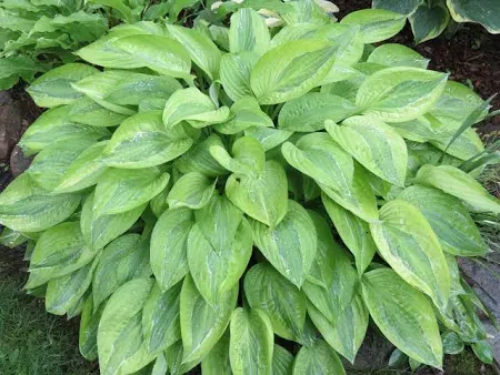 Hosta Yellow Polka Dot Bikini Plantain Lily