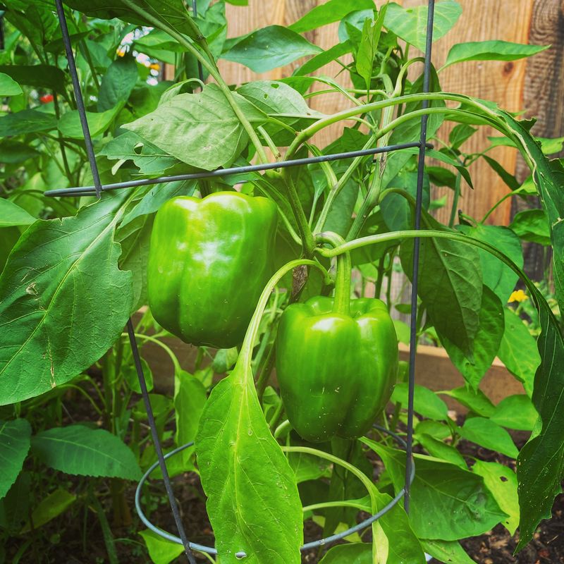 Fresh Organic Heirloom Bell Peppers