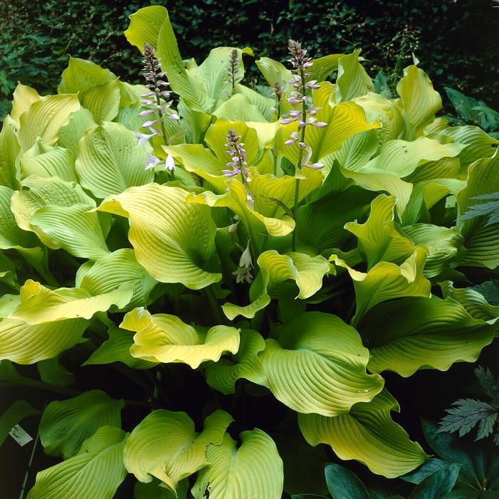 Hosta August Moon Plantain Lily