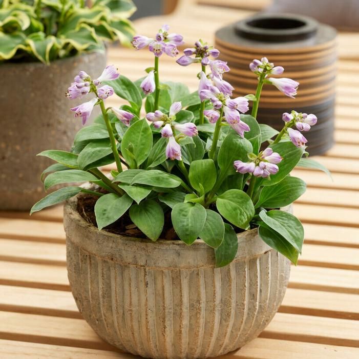 Hosta Mouse Ears Plantain Lily