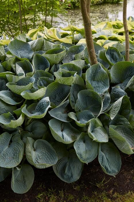 Hosta Abiqua Drinking Gourd Plantain Lily