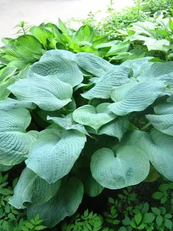 Hosta Elegans Plantain Lily