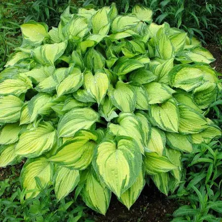 Hosta Guacamole Plantain Lily