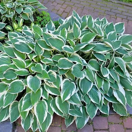 Hosta Patriot Plantain Lily