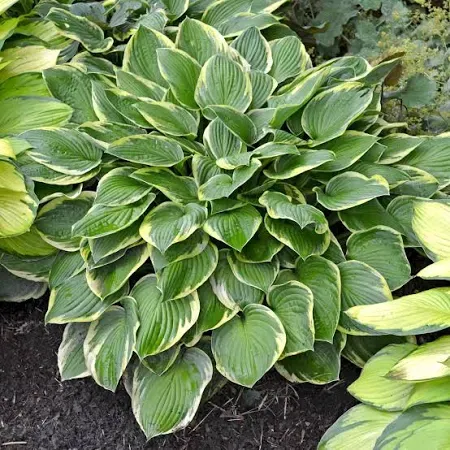 Hosta Wide Brim Plantain Lily