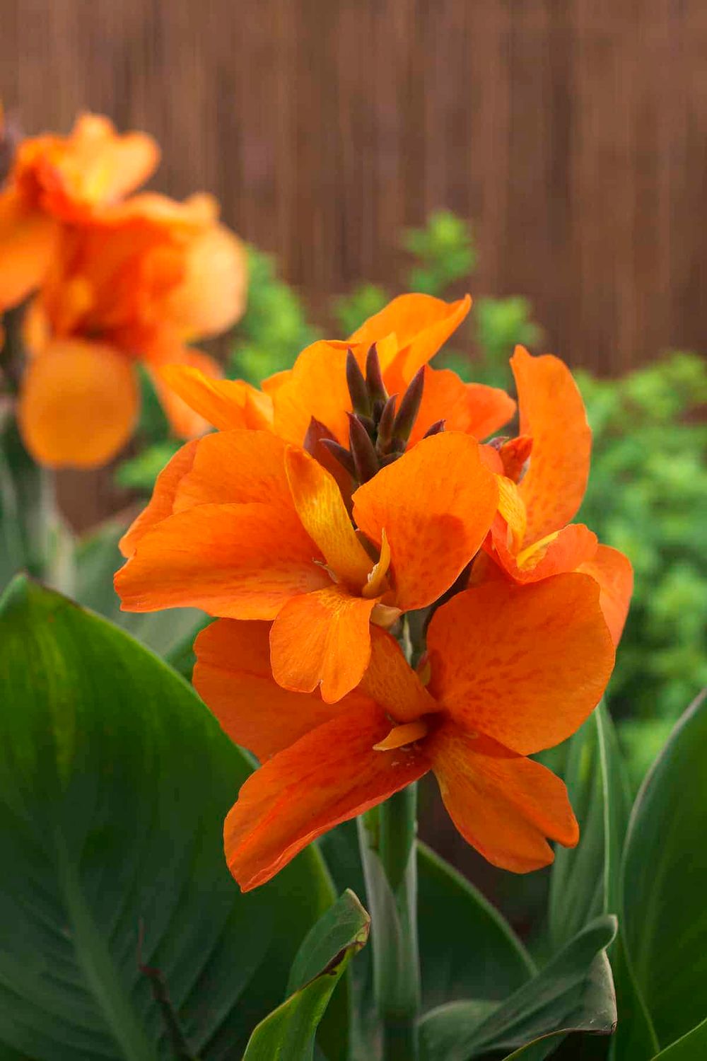 Canna Lily Orange Beauty Tall Variety