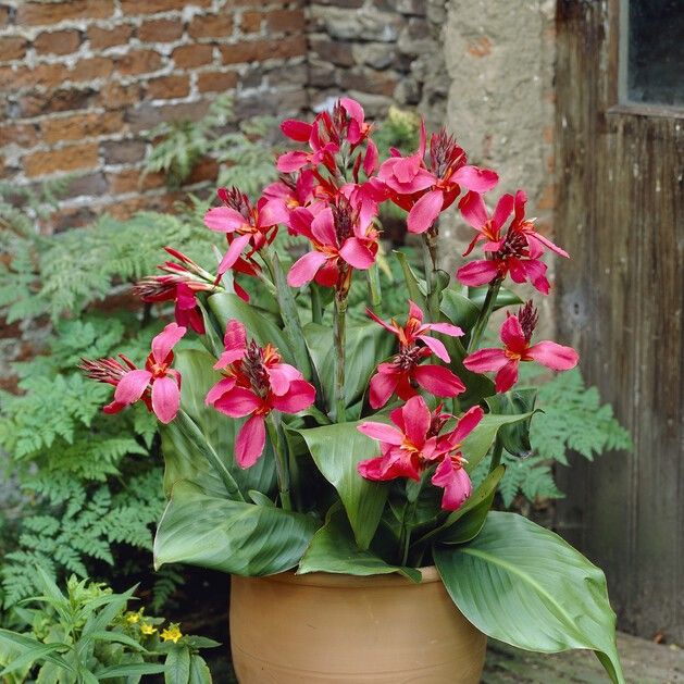 Canna Lily Pink and Roses Dwarf