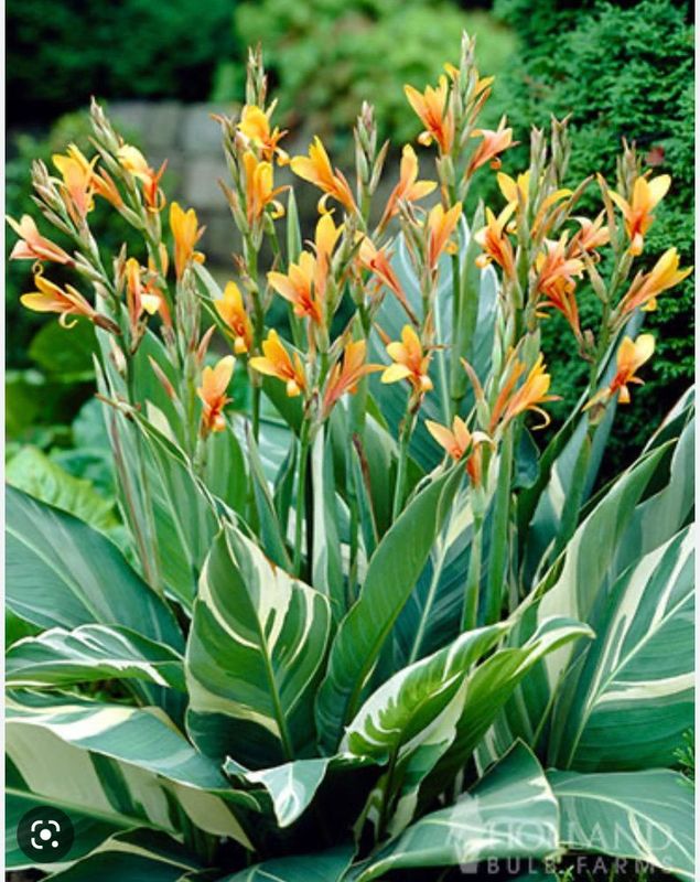 Canna Lily Stuttgart Striped Variegated Leaves 32-36&quot; tall
