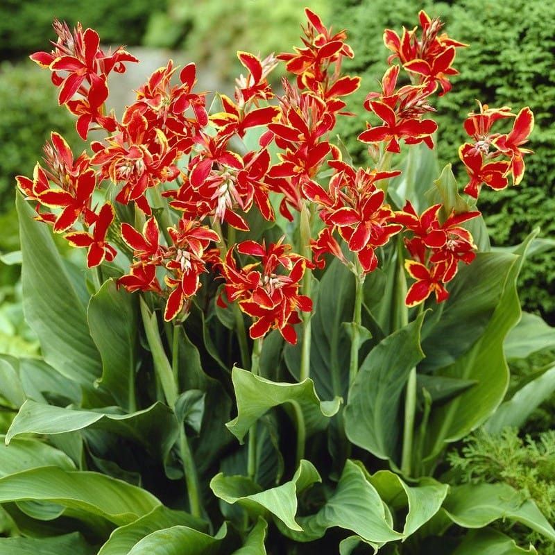 Canna Lily Lucifer Red Dwarf