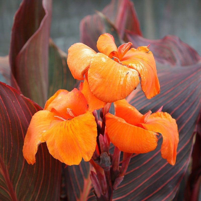 Canna Lily Wyoming Orange Flower Purple Leaves