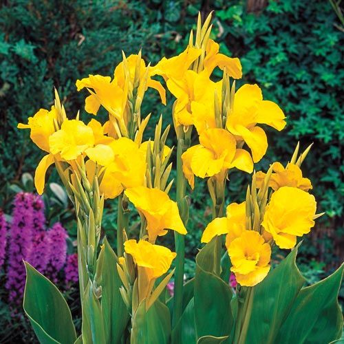 Canna Lily Yellow King Humbert Red Green Leaf 48-52&quot; Tall