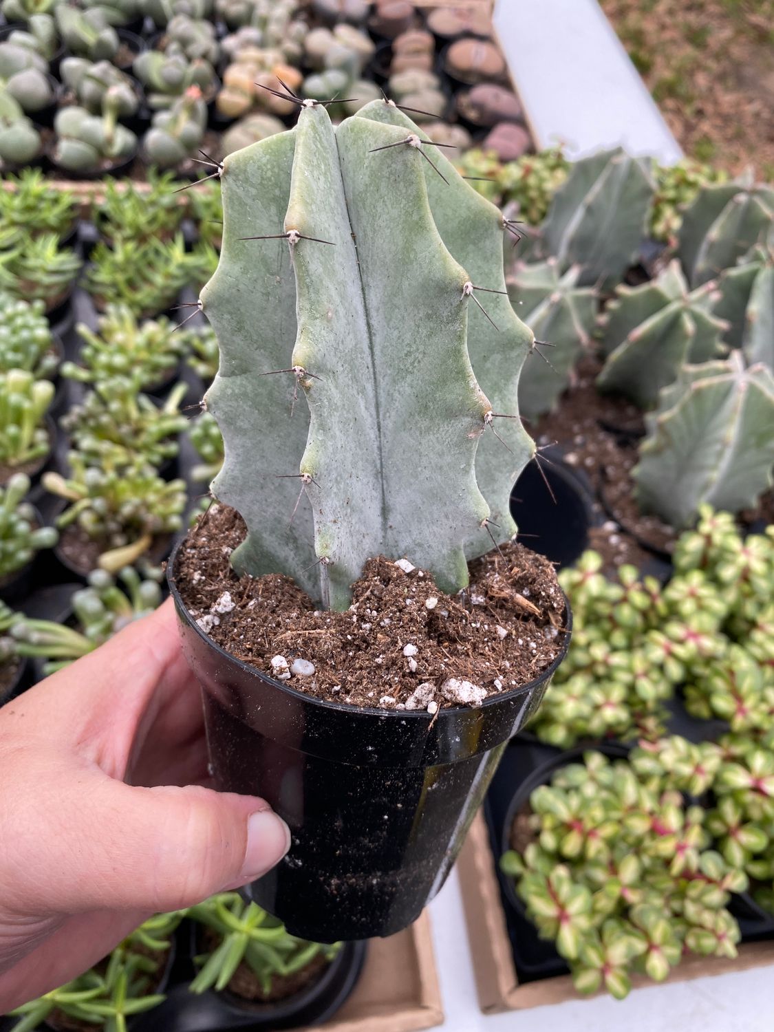 Cactus Gray Ghost Organ Pipe Stenocereus Pruinosus 3.5&quot; Pot Live Plant