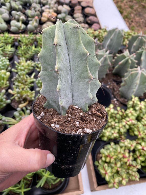 Cactus Gray Ghost Organ Pipe Stenocereus Pruinosus 3.5&quot; Pot Live Plant