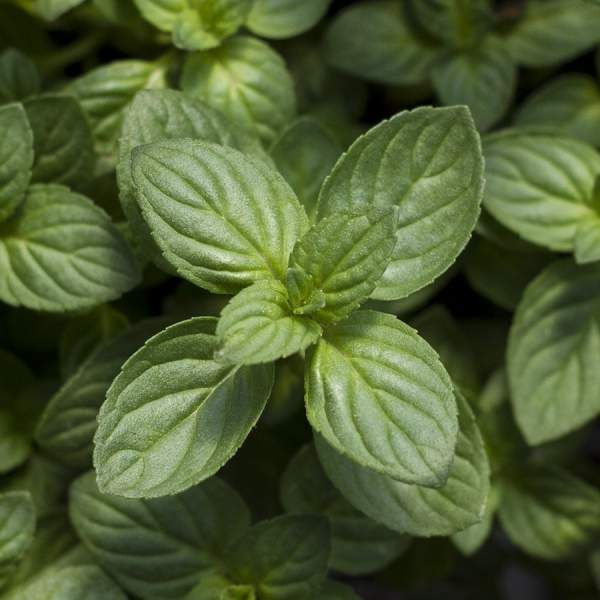 Herb Mint Peppermint 3.5&quot; Pot