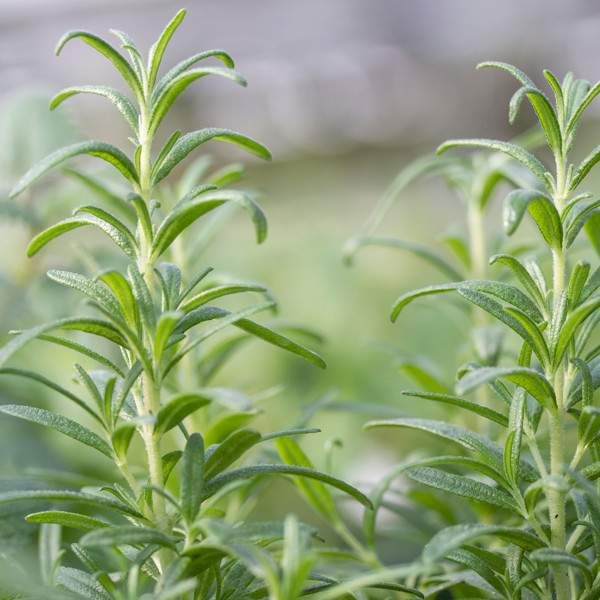 Herb Rosemary Tuscan Blue 3.5&quot; Pot
