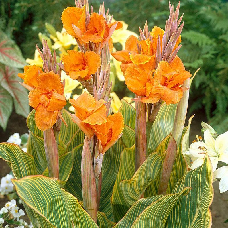 Canna Lily Pretoria Orange Flower Variegated Leaf