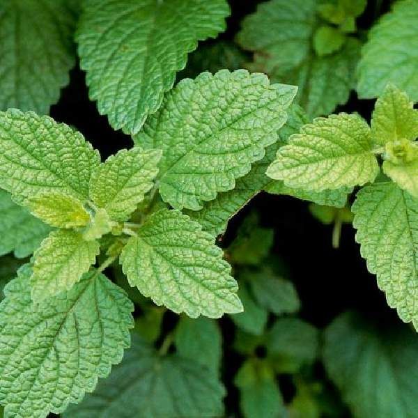 Herb Lemon Balm 3.5&quot; Pot