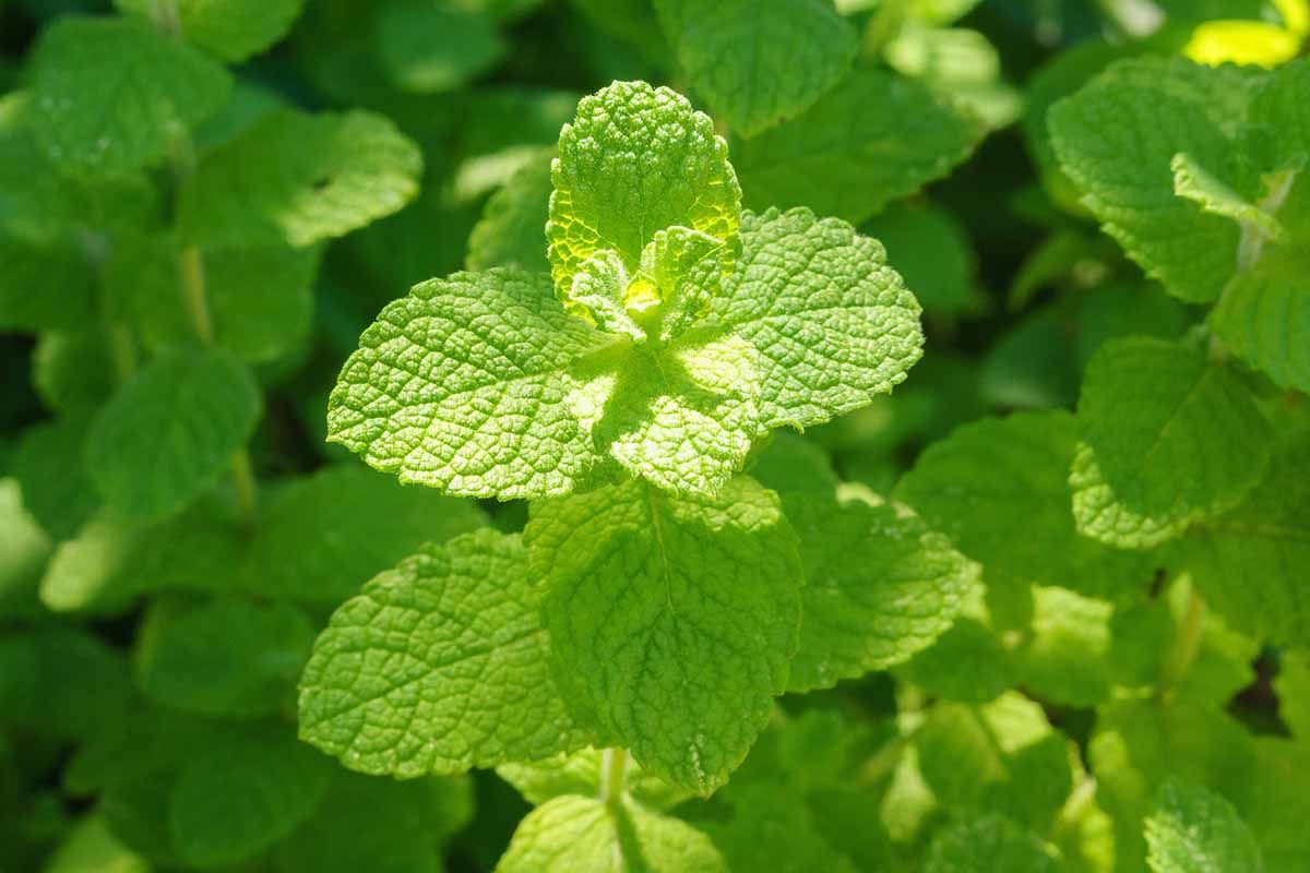 Herb Mint Apple 3.5&quot; Pot