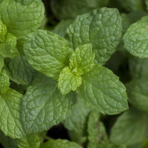 Herb Mint Mojito 3.5&quot; Pot