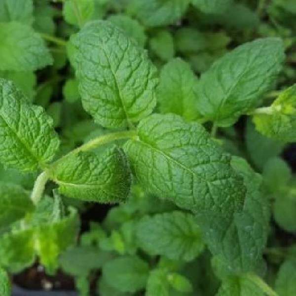 Herb Mint Strawberry  3.5&quot; Pot