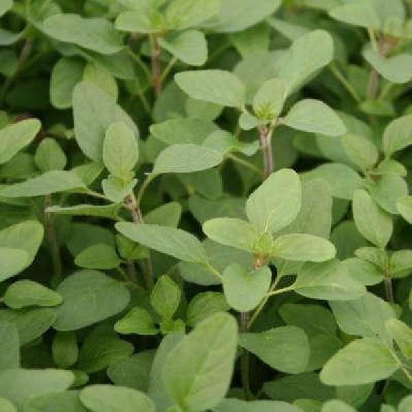 Herb Oregano Italian 3.5&quot; Pot