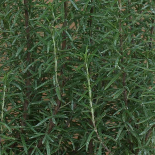 Herb Rosemary Barbecue 3.5&quot; Pot