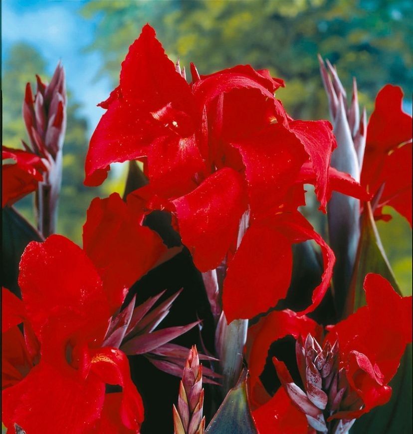 Canna Lily Black Knight Red Green Leaf 32-36&quot; tall
