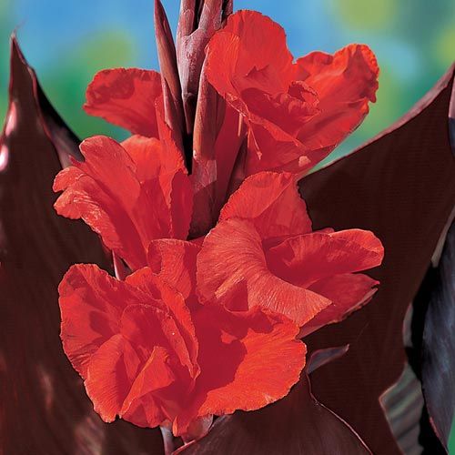 Canna Lily Red King Humbert Red Flower Red Leaf