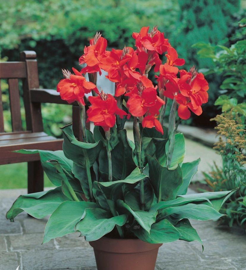 Canna Lily The President Dwarf Variety 32-36&quot; Tall