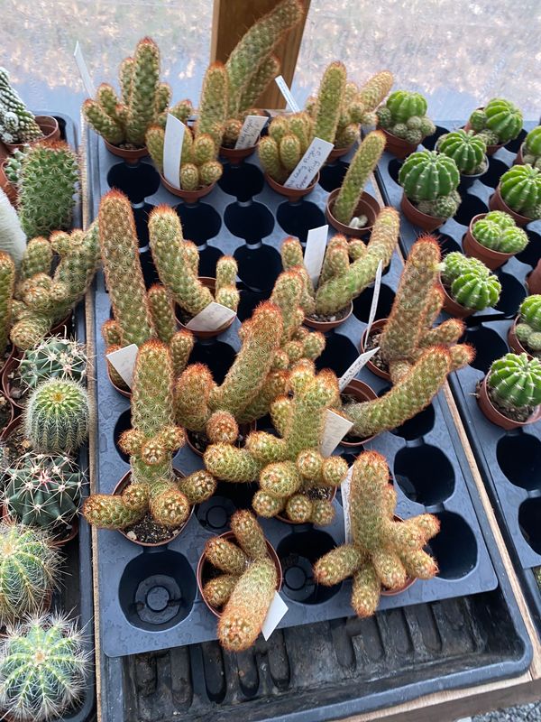 Cactus Mammillaria Elongata Lady Finger Copper King 2&quot; Pot Live Plant