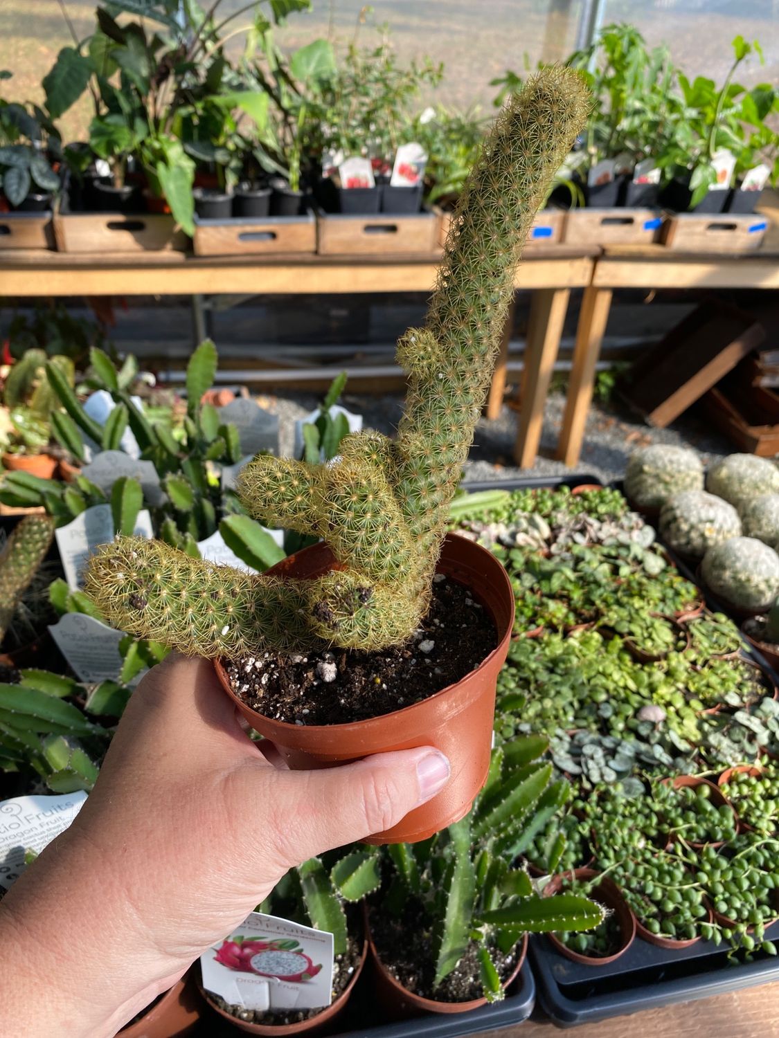Cactus Mammillaria Elongata Lady Finger Copper King 4&quot; Pot Live Plant