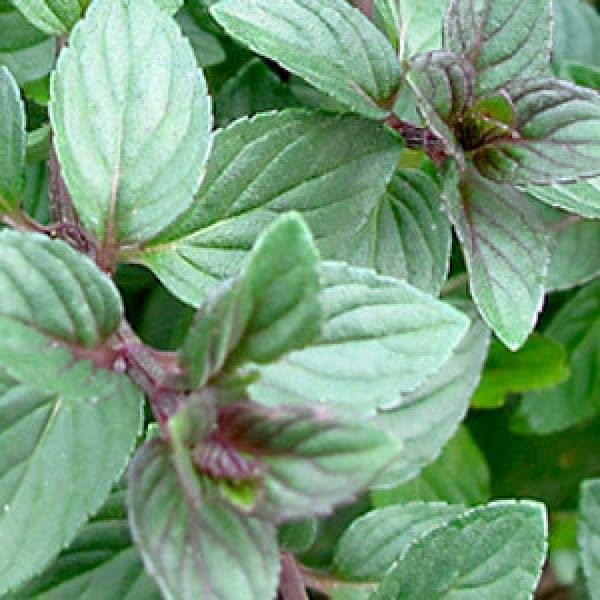Herb Mint Chocolate 3.5&quot; Pot