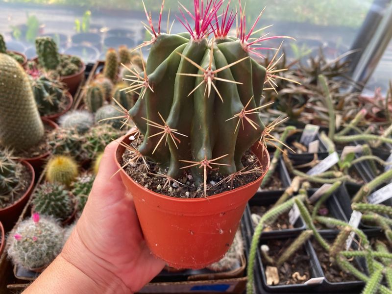 Cactus Mexican Lime or Barrel Ferocactus Pilosus 4&quot; Pot