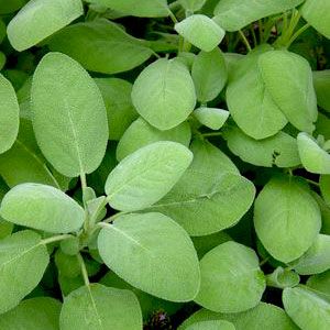 Herb Sage Salvia Berggarten 3.5&quot; Pot