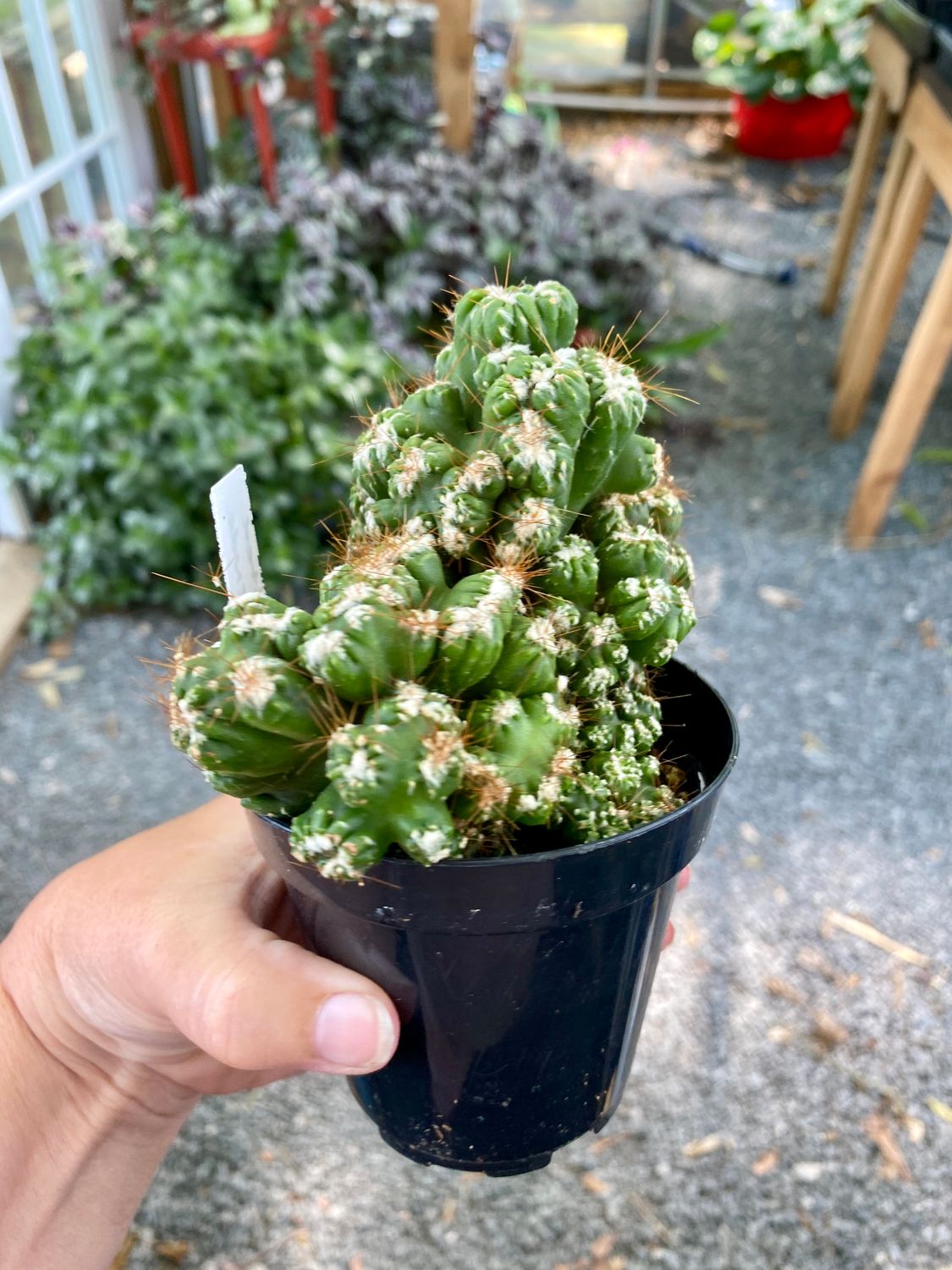 Cactus Monster Cereus Duende 4&quot; Pot Live Plant
