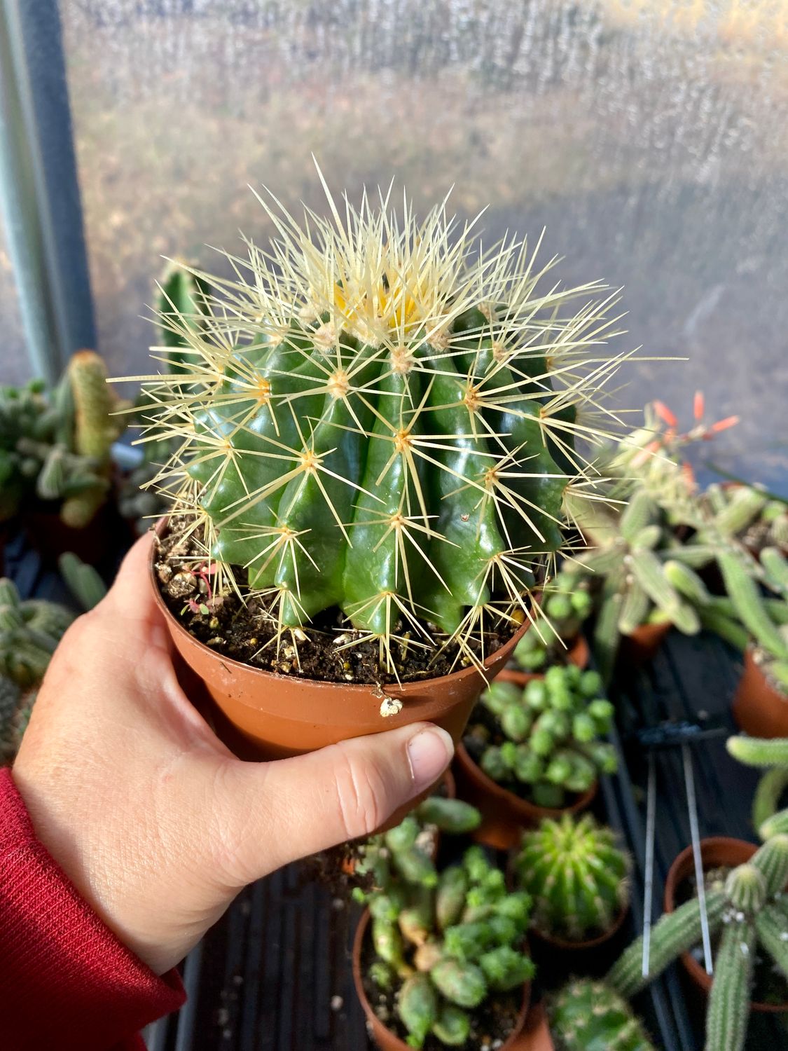 Cactus Mother In Law Cushion Echinocactus Grusonii 4&quot; Pot Live Plant