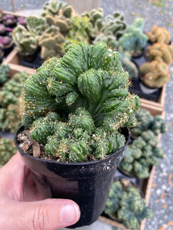 Cactus Monster Cereus Peruvianus Montrose 4&quot; Pot Live Plant