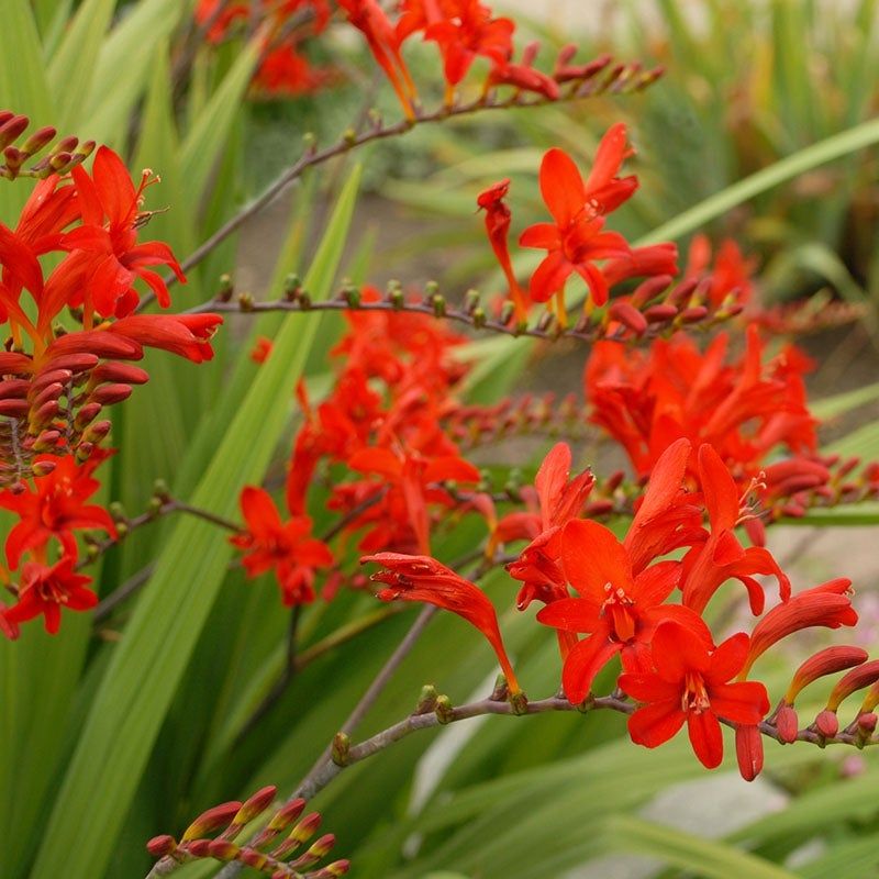 Crocosmia Lucifer Montbretia Red Flowers 10 bulbs