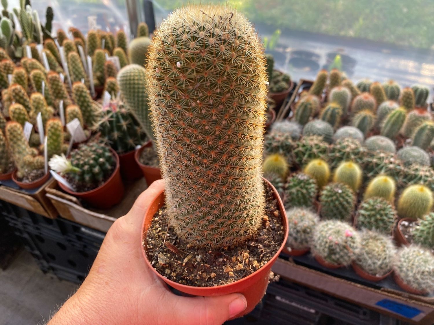 Cactus Yellow Tower Parodia Leninghausii 4&quot; Pot Live Plant