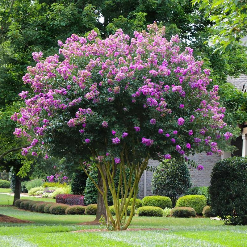 Crape Myrtle Tree Lavender 25 Gallon Pot