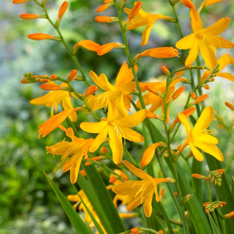 Crocosmia George Davidson Montbretia Yellow Flowers 5 bulbs