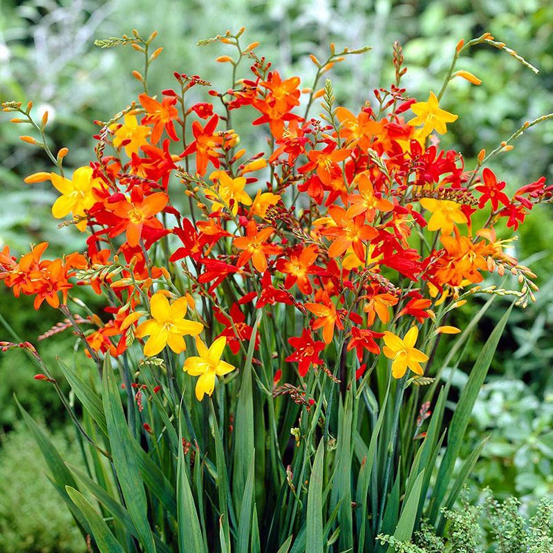 Crocosmia Mix Montbretia Mix Yellow Orange Red Flowers 10 bulbs