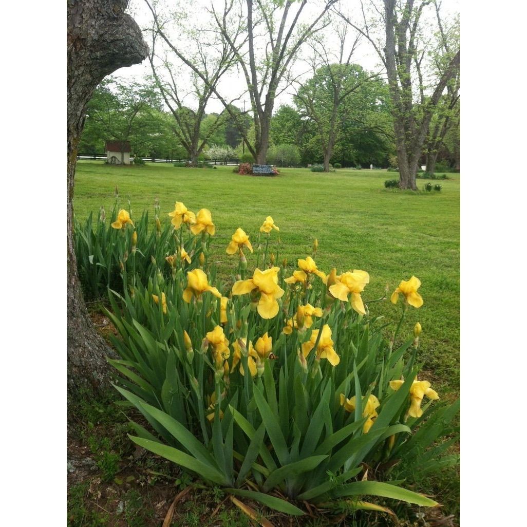 Iris Bearded Yellow Heirloom 1 Rhizome Plant