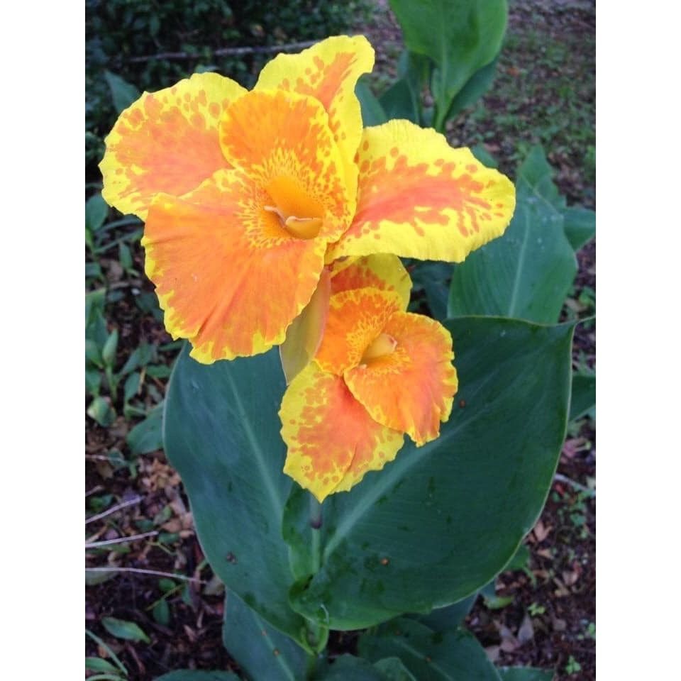 Canna Lily King Humbert Heirloom Yellow Orange 48-52&quot; Tall