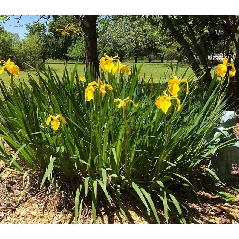 Iris Flag or Pseudacorus Iris Yellow