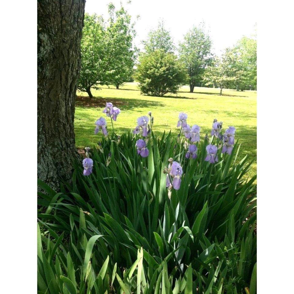 Iris Bearded Miniature Lavender Heirloom